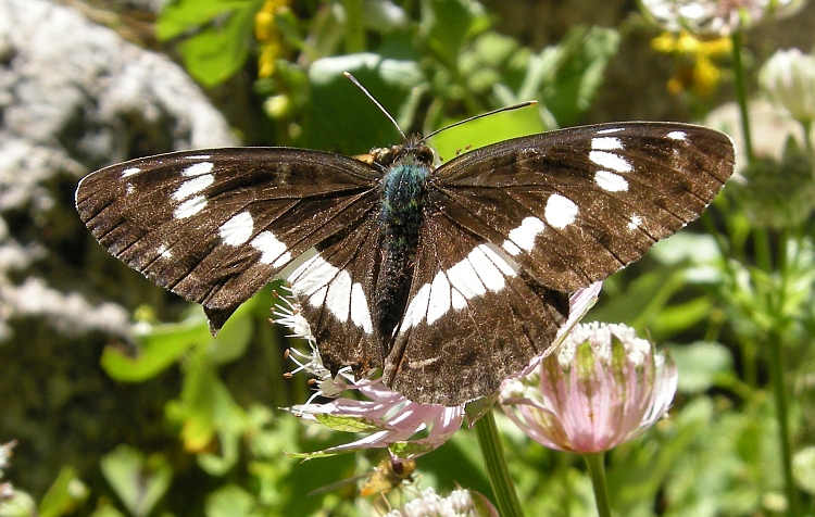 Limenitis reducta e camilla